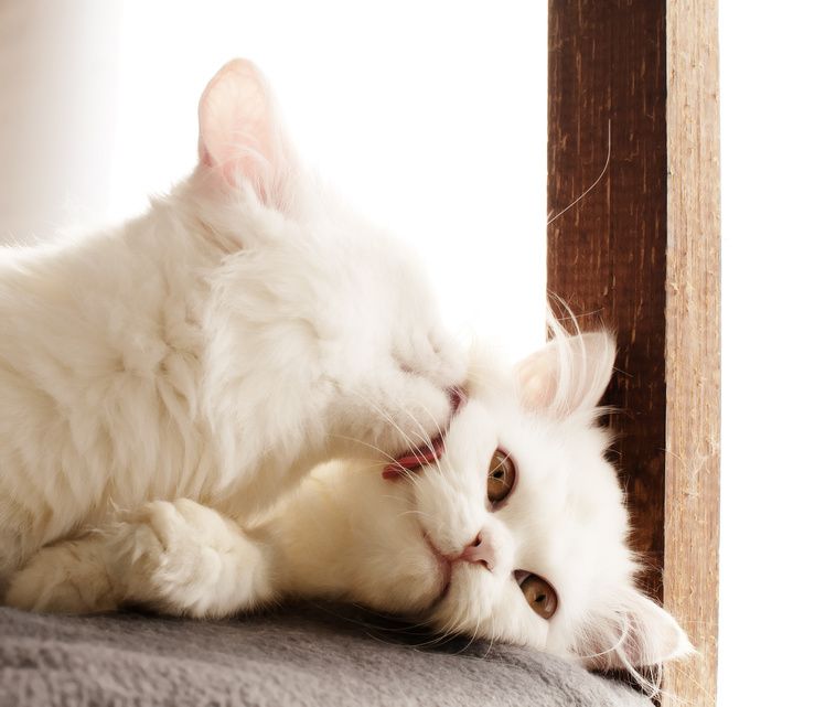 Deux chats blancs et duveteux se câlinent sur un tapis près d'un poteau en bois
