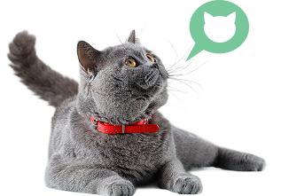 Chat gris portant un collier rouge, regardant vers le haut, avec une bulle de dialogue montrant la silhouette d'un chat.