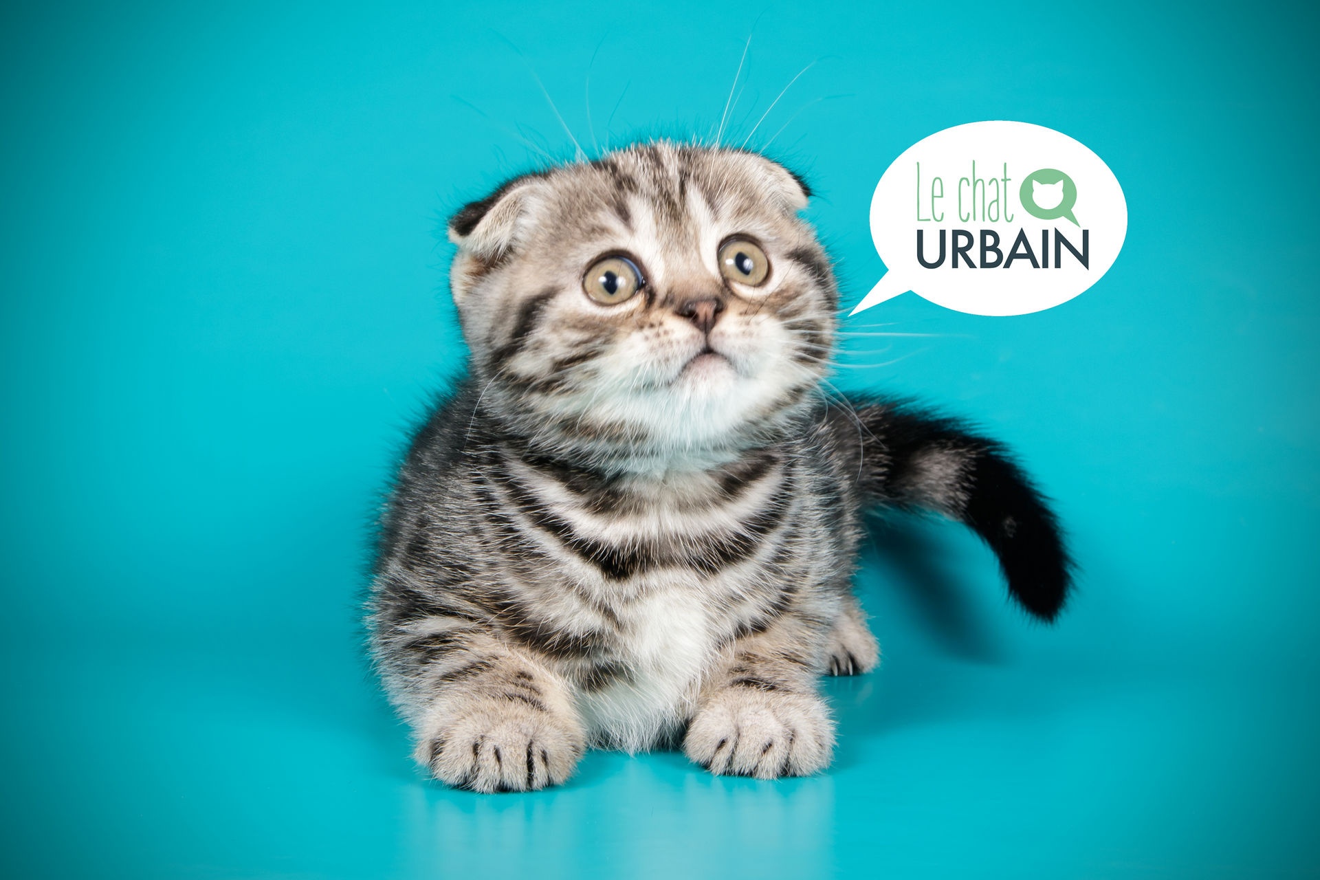 Chaton Scottish Fold aux grands yeux, sur fond turquois.