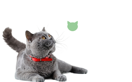 Chat gris à collier rouge regardant la silhouette d'un chat vert.