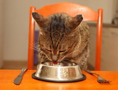 Chat tigré mangeant dans une gamelle en métal sur une chaise orange