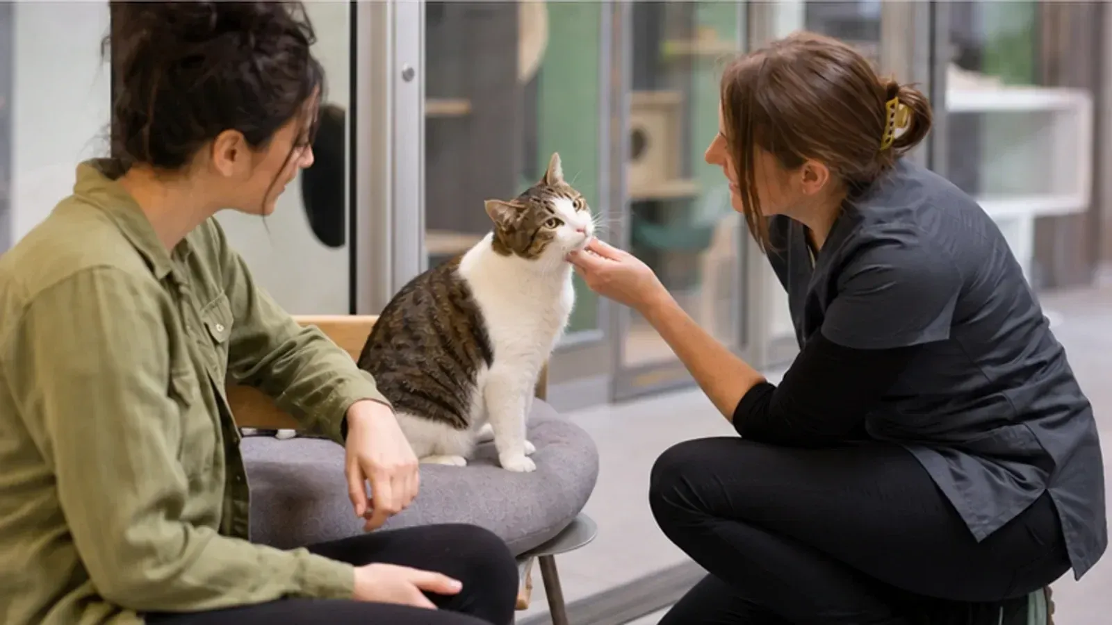 Où adopter un chat ou un chaton ?