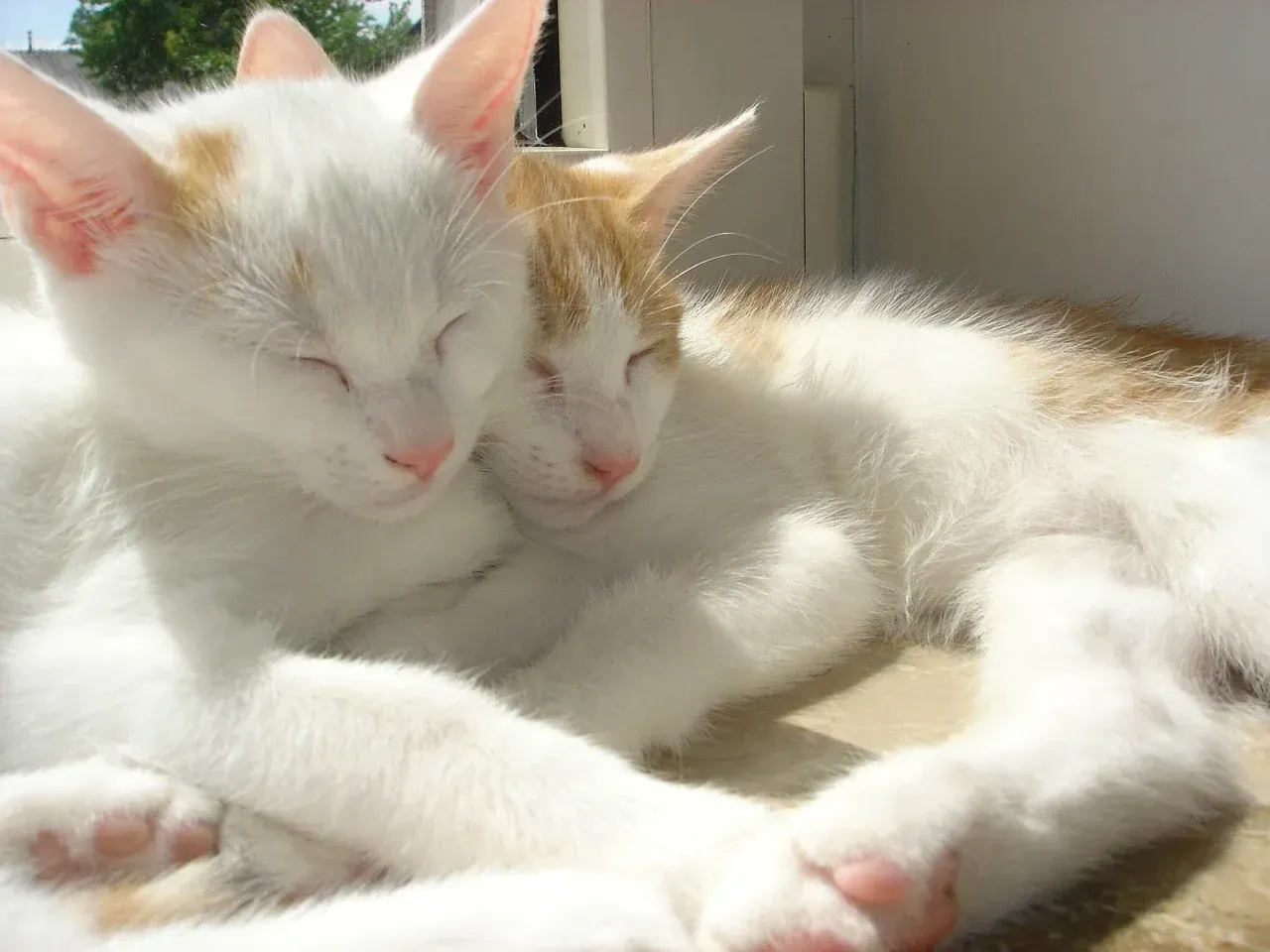 Adopter un deuxième chat : bonne ou mauvaise idée ?