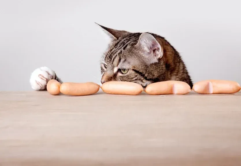 Une alimentation naturelle et saine pour mon chat