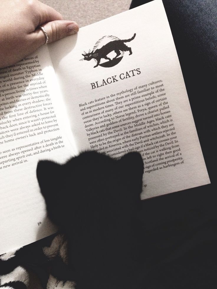 Une personne tient ouvert un livre intitulé « Chats noirs » 