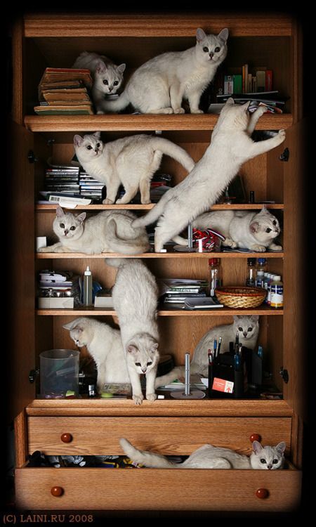 Sept chatons blancs encombrent les étagères d'une armoire en bois, s'étirant, dormant et se suspendant aux étagères.
