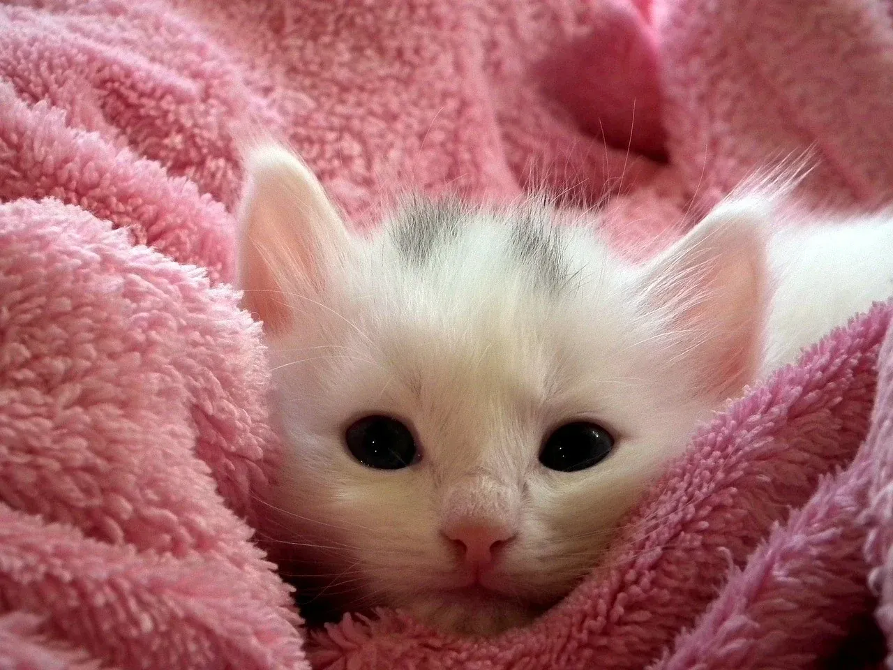 Bien choisir son chaton : 10 points à vérifier