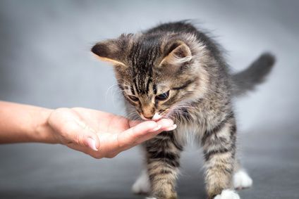Petit chaton tigré léchant une main, une patte levée sur un fond gris clair