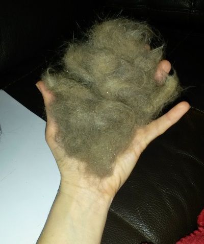 Main tenant une grosse touffe de cheveux ou de fourrure gris-brun 