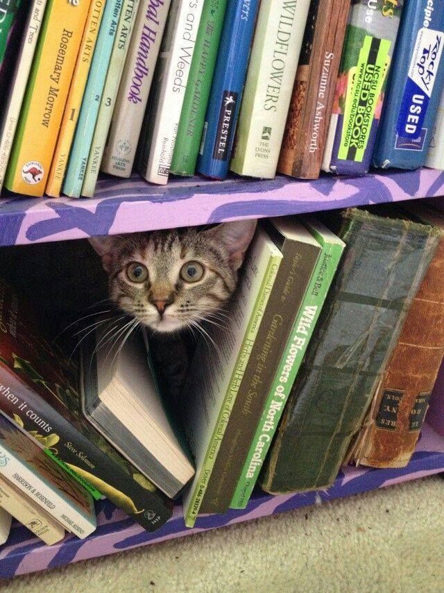 Chat qui jette un coup d'œil depuis une étagère entre des livres colorés