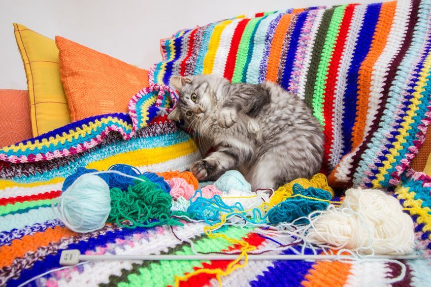 Chat gris dormant sur une couverture et des coussins colorés au crochet