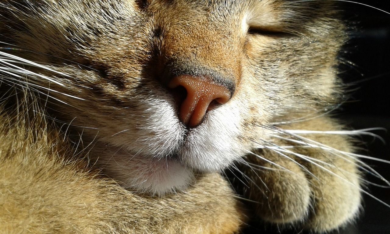 Am&eacute;nager un coin chaud pour son chat d'int&eacute;rieur quand l'automne arrive
