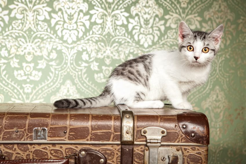 Chat blanc et gris assis sur un coffre ancien 
