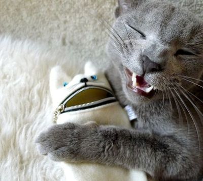 Chat gris câlinant une petite peluche blanche, les yeux fermés 