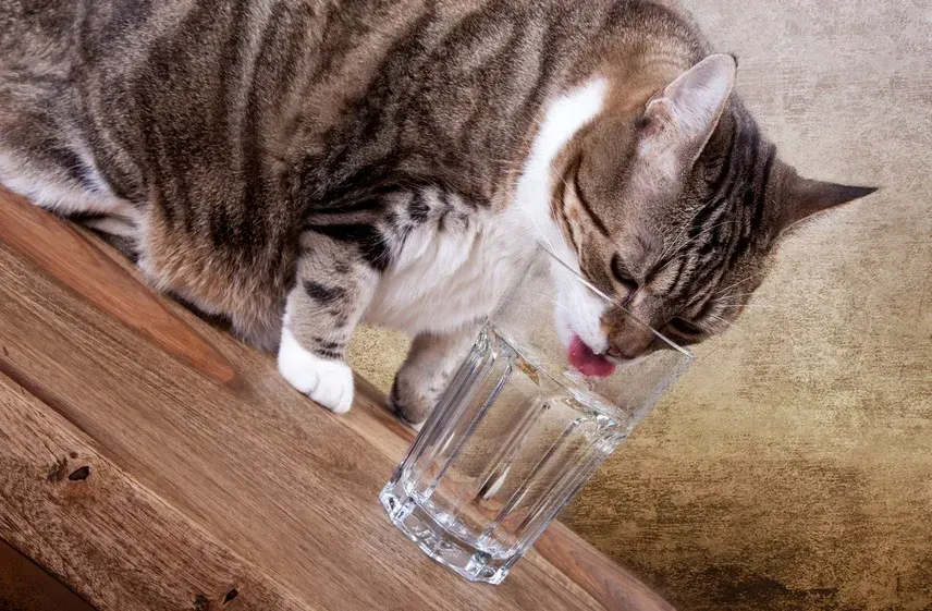 Mon chat boit trop ou pas assez : que faut-il observer ?