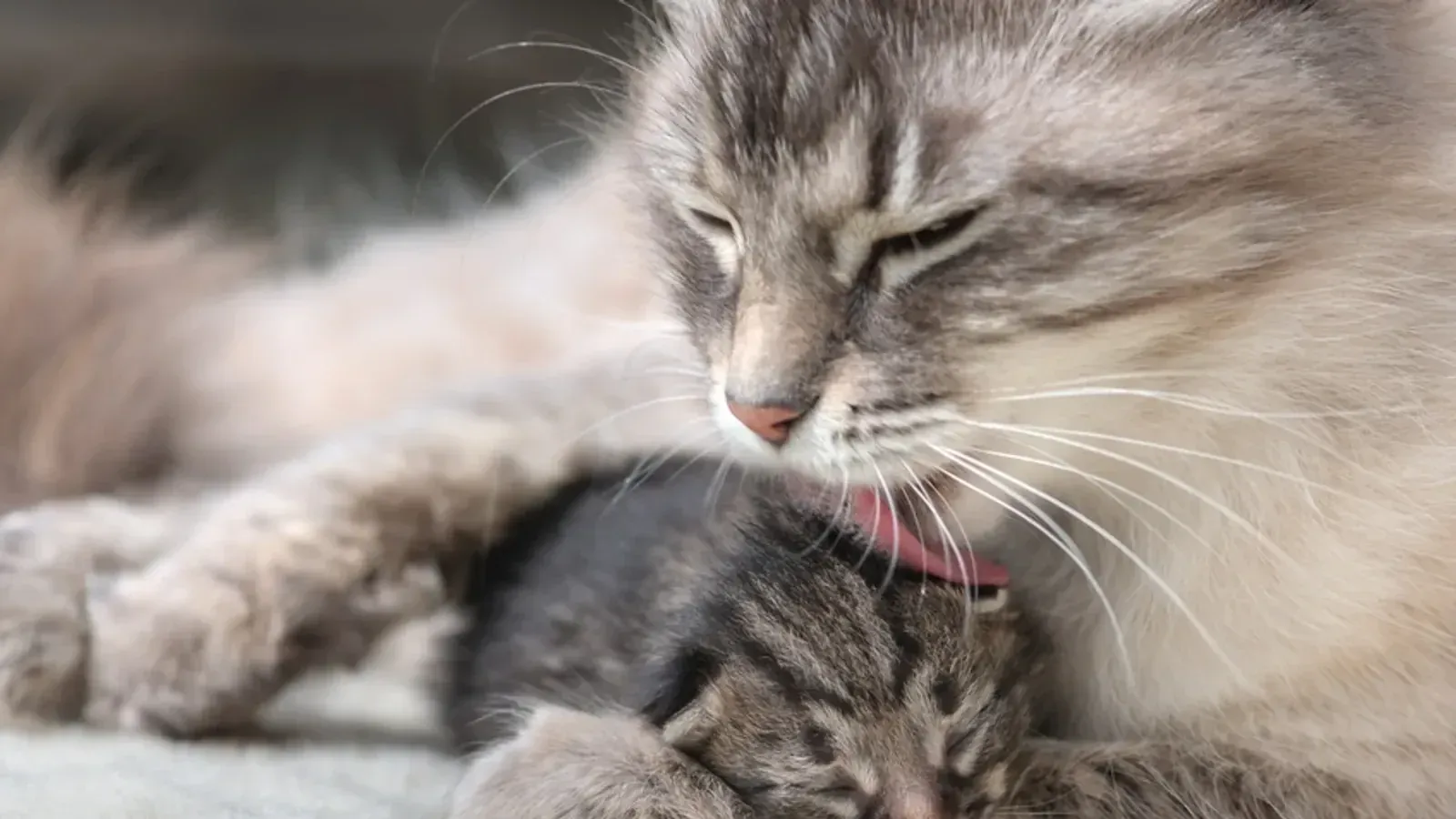 Les chats sont-ils vraiment faits pour vivre en appartement ?