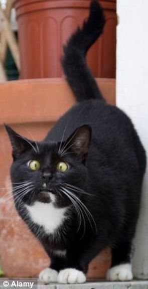 Chat noir au poitrail et aux pattes blanches, accroupi sur une marche, la queue dressée, l'air alerte.