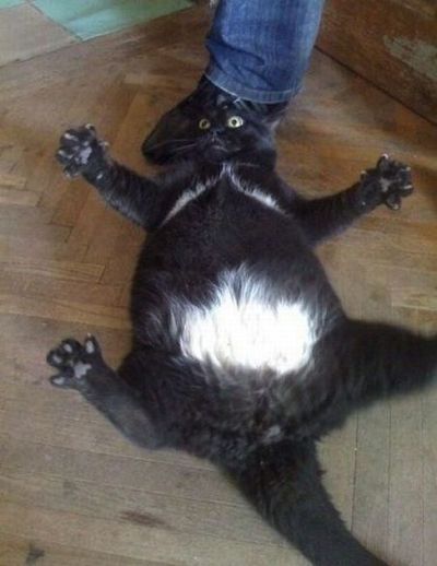 Chat noir couché sur le dos sur un plancher en bois, pattes en l'air