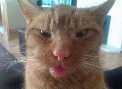 Gros plan sur un chat roux tirant la langue et affichant une expression somnolente.
