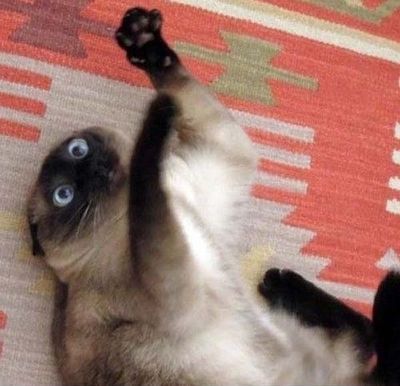 Chat siamois allongé sur un tapis à motifs, une patte levée, grands yeux bleus.