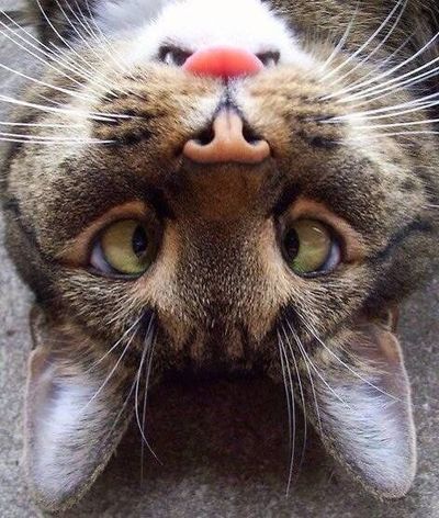 Chat tigré à l'envers, aux yeux verts et au nez rose, regardant l'objectif.