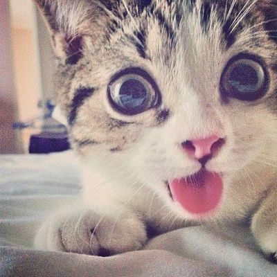 Gros plan sur un chaton aux yeux écarquillés qui tire la langue sur un lit