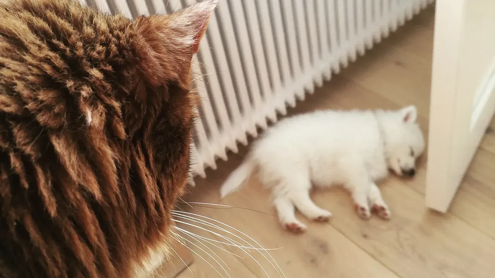 Comment faire en sorte que mon chat et mon chien s&rsquo;entendent bien ?
