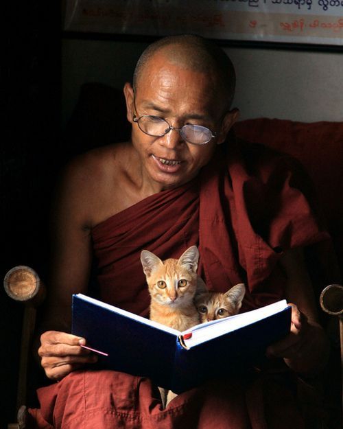 Un moine en robe bordeaux lit un livre bleu, un chat jetant un coup d'œil par-dessus les pages.