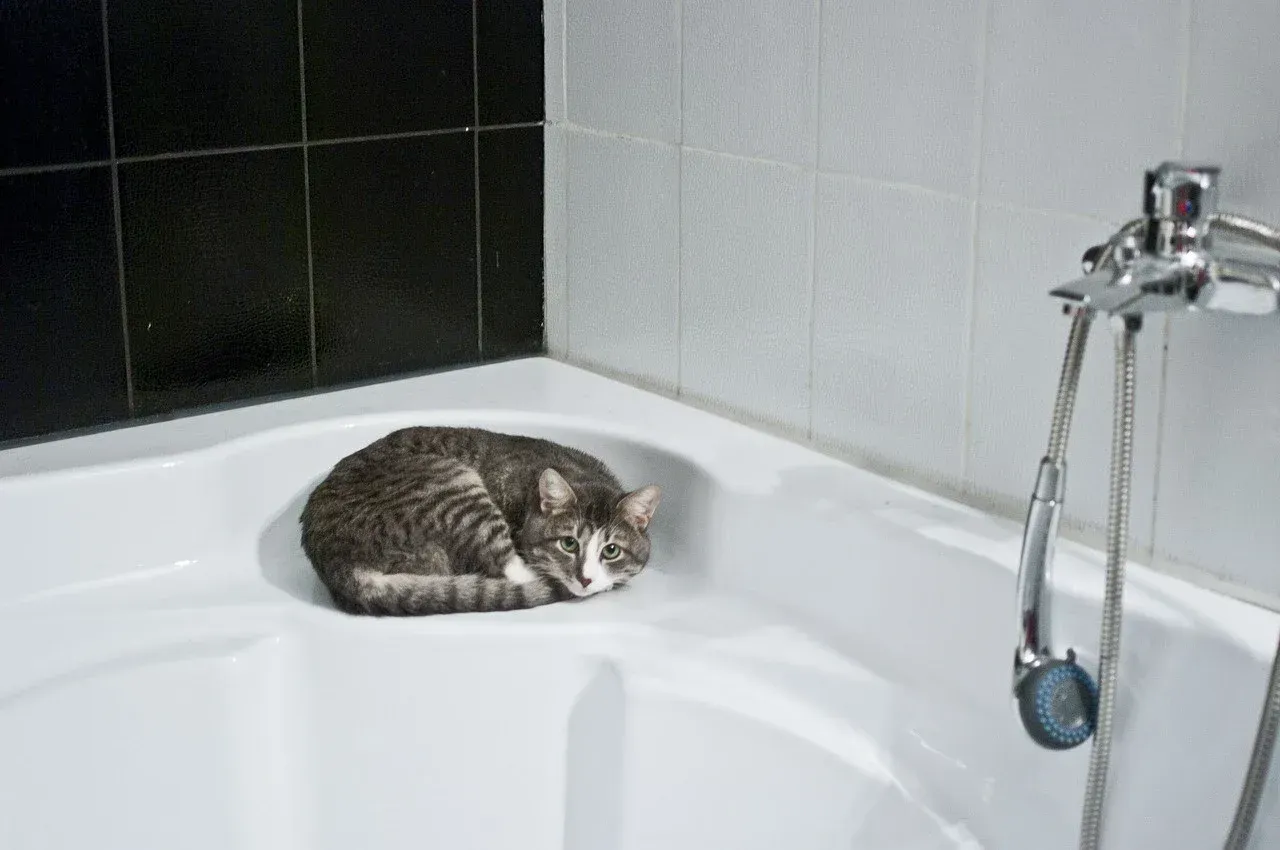 Comment donner le bain à son chat ?