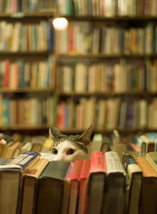 Chat regardant par-dessus des livres dans une bibliothèque, avec des étagères floues