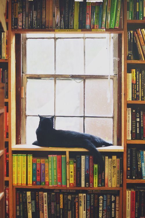 Un chat noir allongé sur le rebord d'une fenêtre entre des étagères, des livres étant empilés autour de la fenêtre.