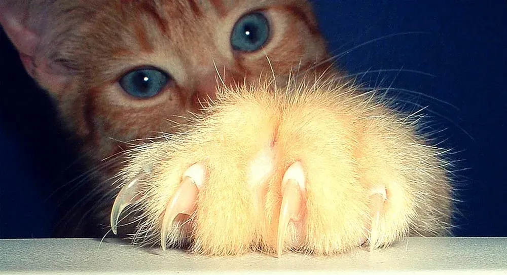 Comment empêcher son chat de griffer partout ?