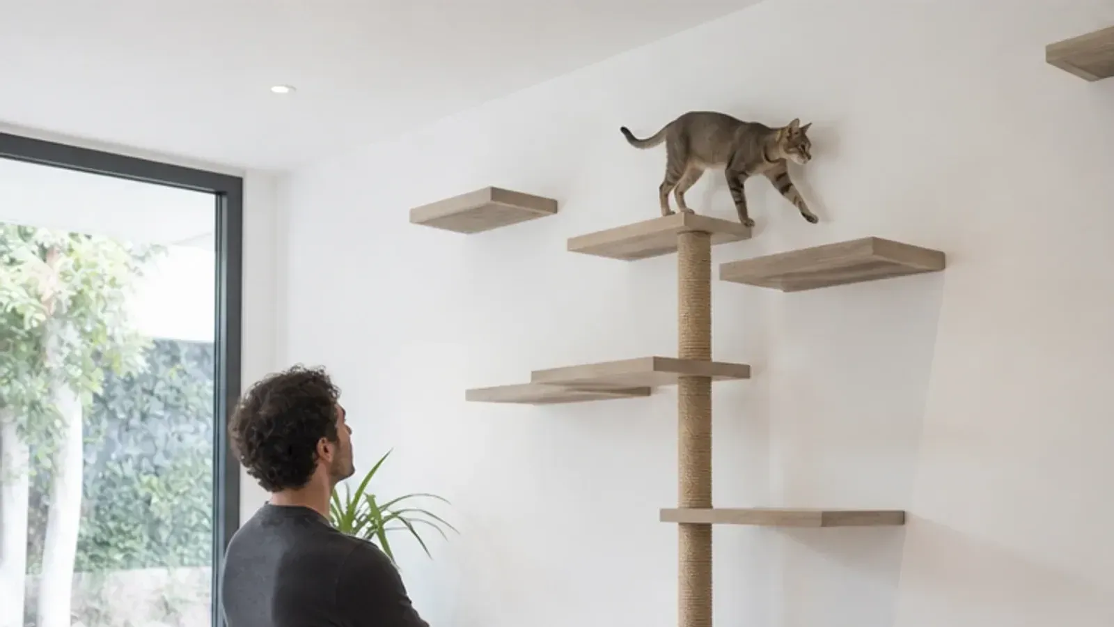 Votre chat a besoin de grimper : aménager l’espace vertical