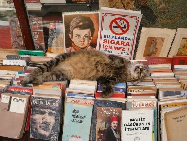 Un chat dort sur des piles de livres dans une librairie