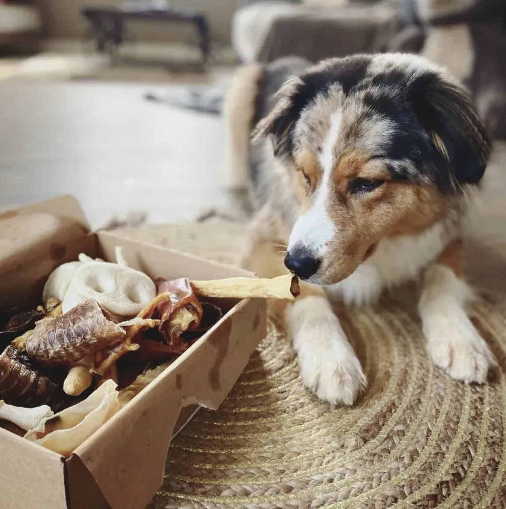 Friandises pour chien : comment les choisir et les utiliser ?