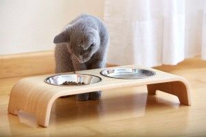 Chat gris regardant dans deux gamelles en méta
