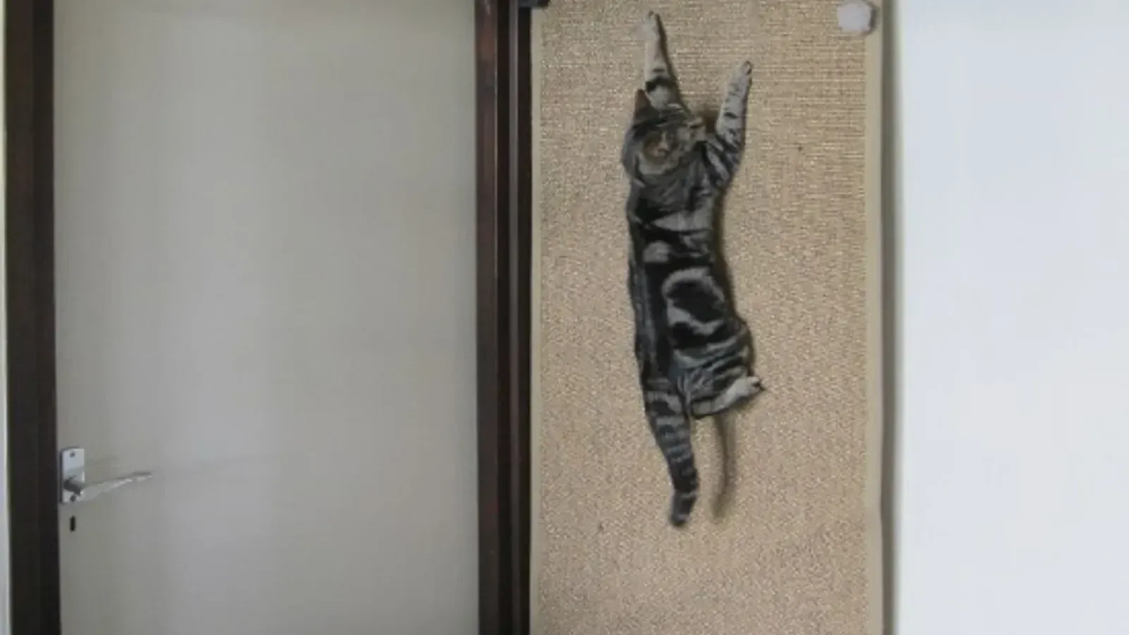 [TUTO] 4 id&eacute;es de griffoir pour chat &agrave; moins de 10&euro;