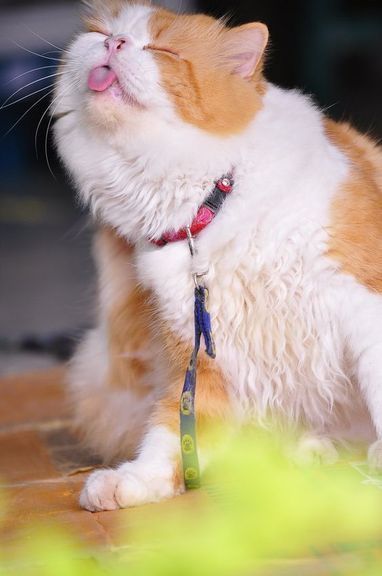 Chat roux et blanc duveteux portant un harnais rouge