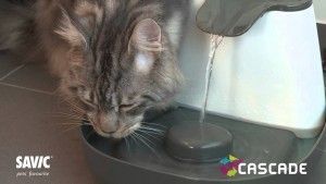 Chat buvant à une fontaine pour animaux sur une surface sombre