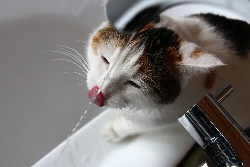 Fontaine à eau pour chat : utile ou non ?