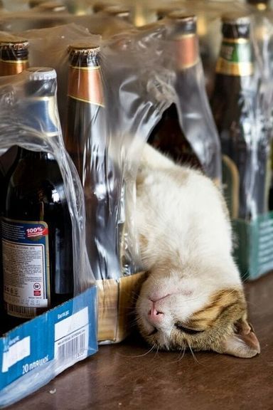 Chat dormant parmi des bouteilles emballées dans du film plastique sur un comptoir