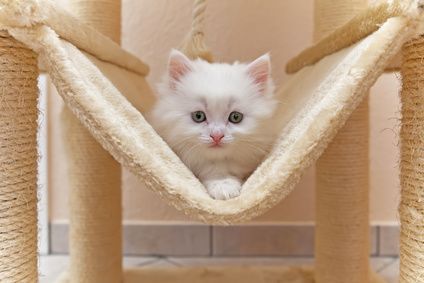 Un chaton blanc et duveteux, installé dans un hamac pour chat beige, regarde droit dans les yeux du spectateur.