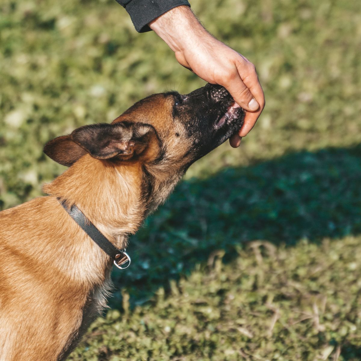 Chien recevant une friandise pendant une séance d'éducation