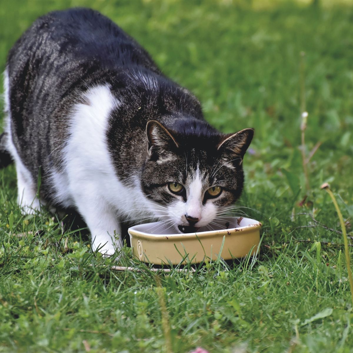 Chat mangeant dans une gamelle en plein air