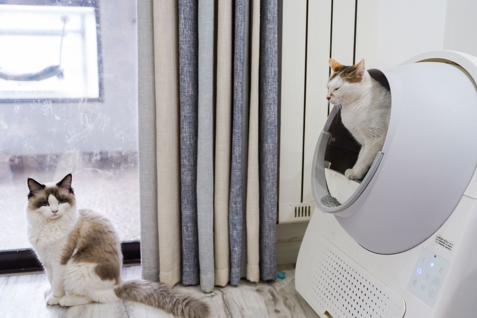 Liti&egrave;re du chat qui sent mauvais : 8 solutions durables