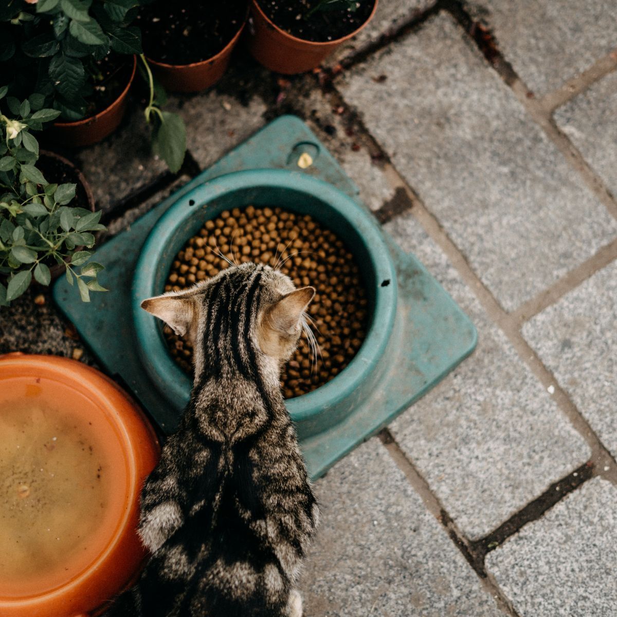 Chat tigré mangeant des croquettes dans sa gamelle