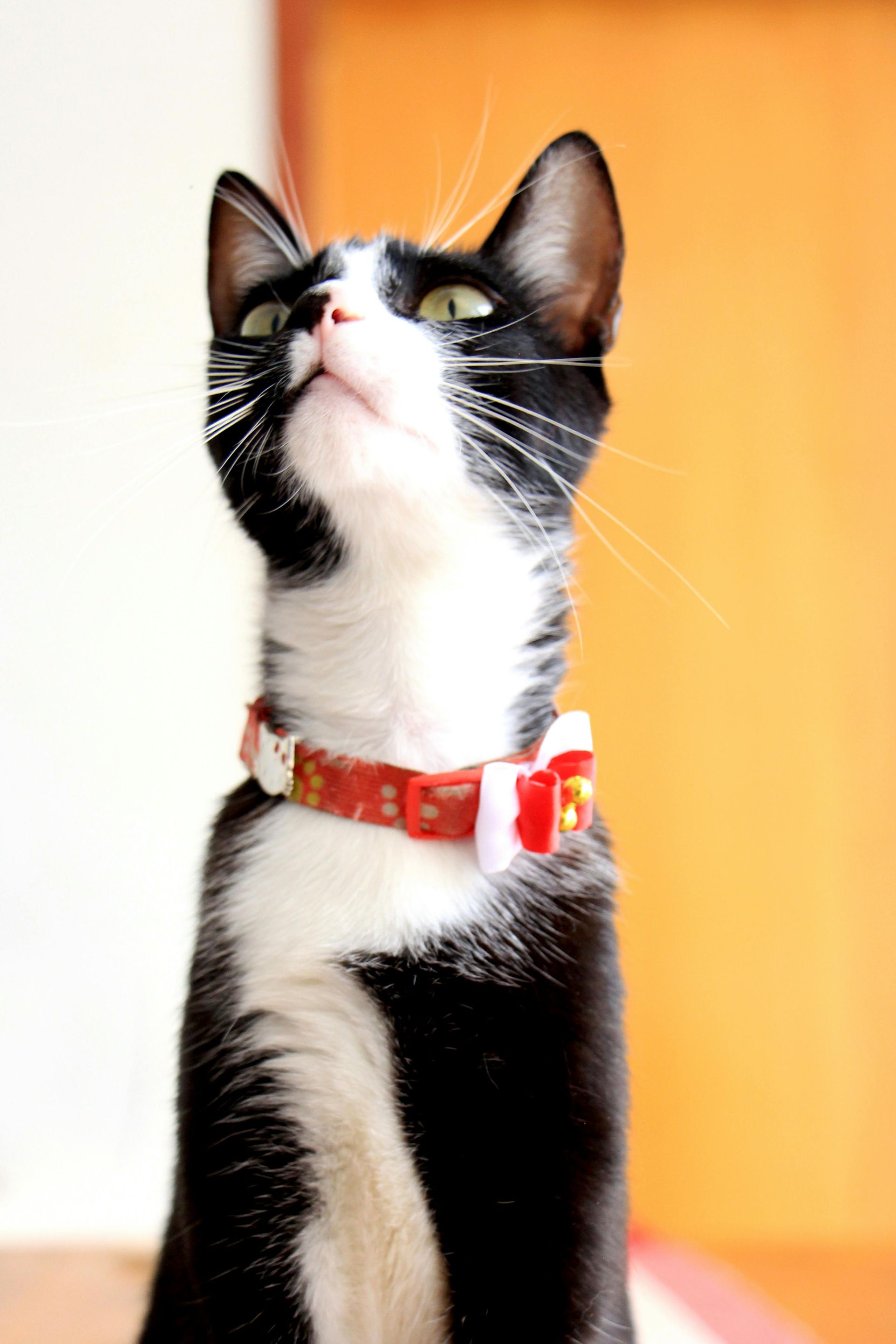 Chat noir et blanc avec un collier rouge, regardant vers le haut.