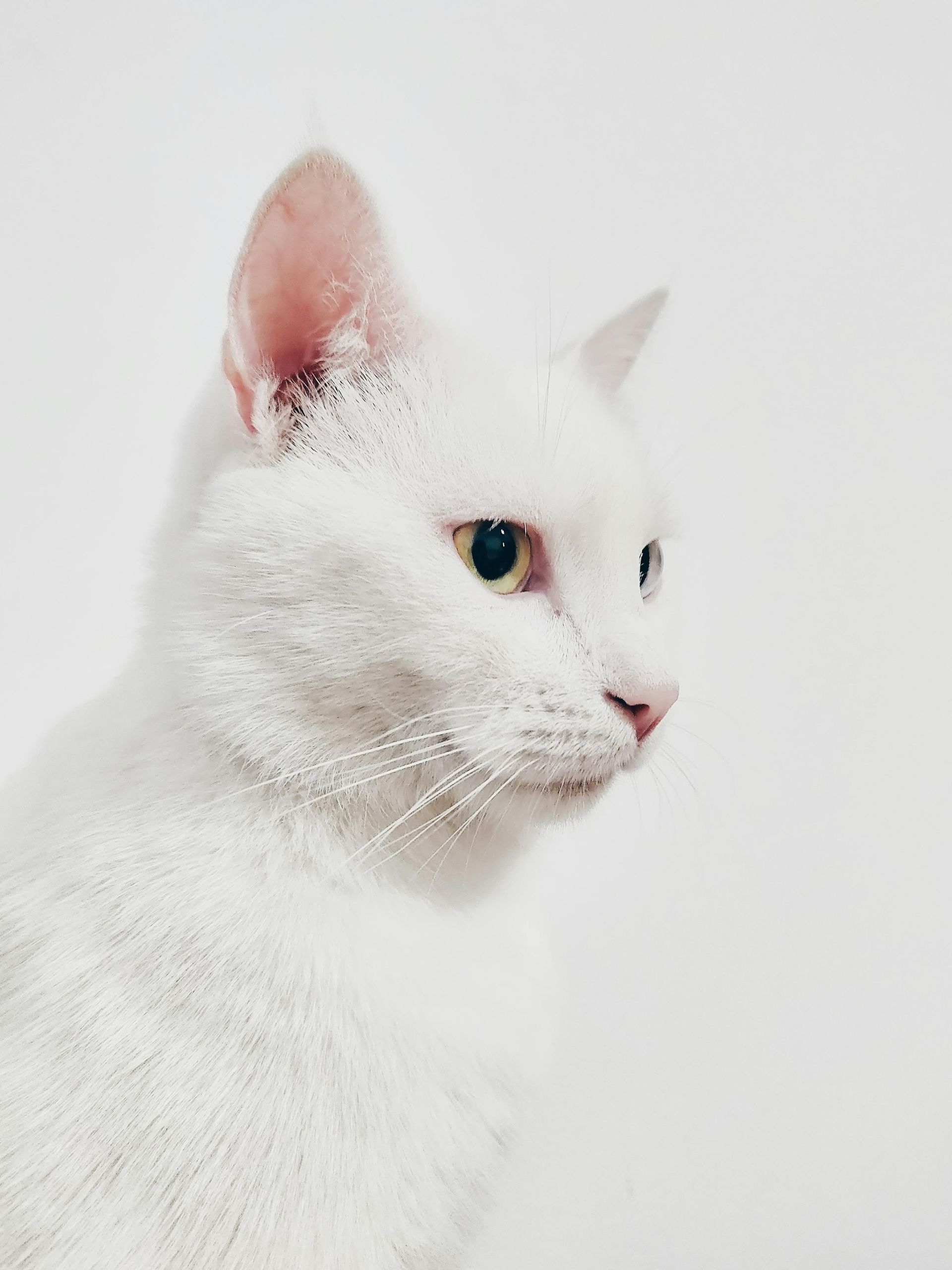 Chat blanc aux yeux jaunes, regardant droit devant lui sur un fond blanc.