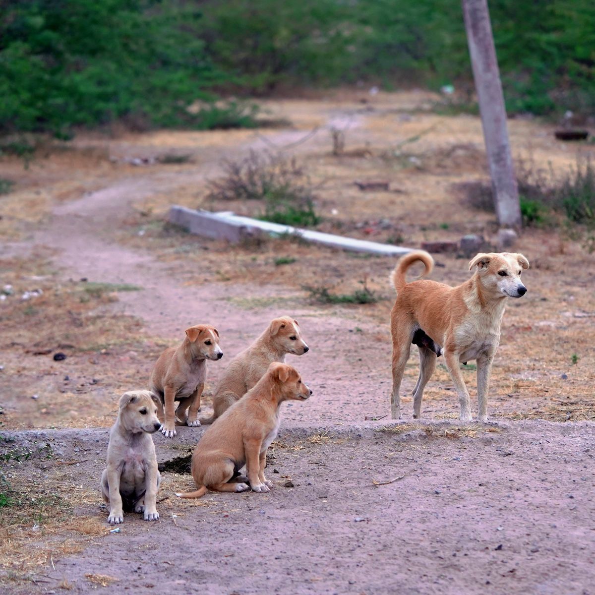 Chien adulte entouré de jeunes chiots