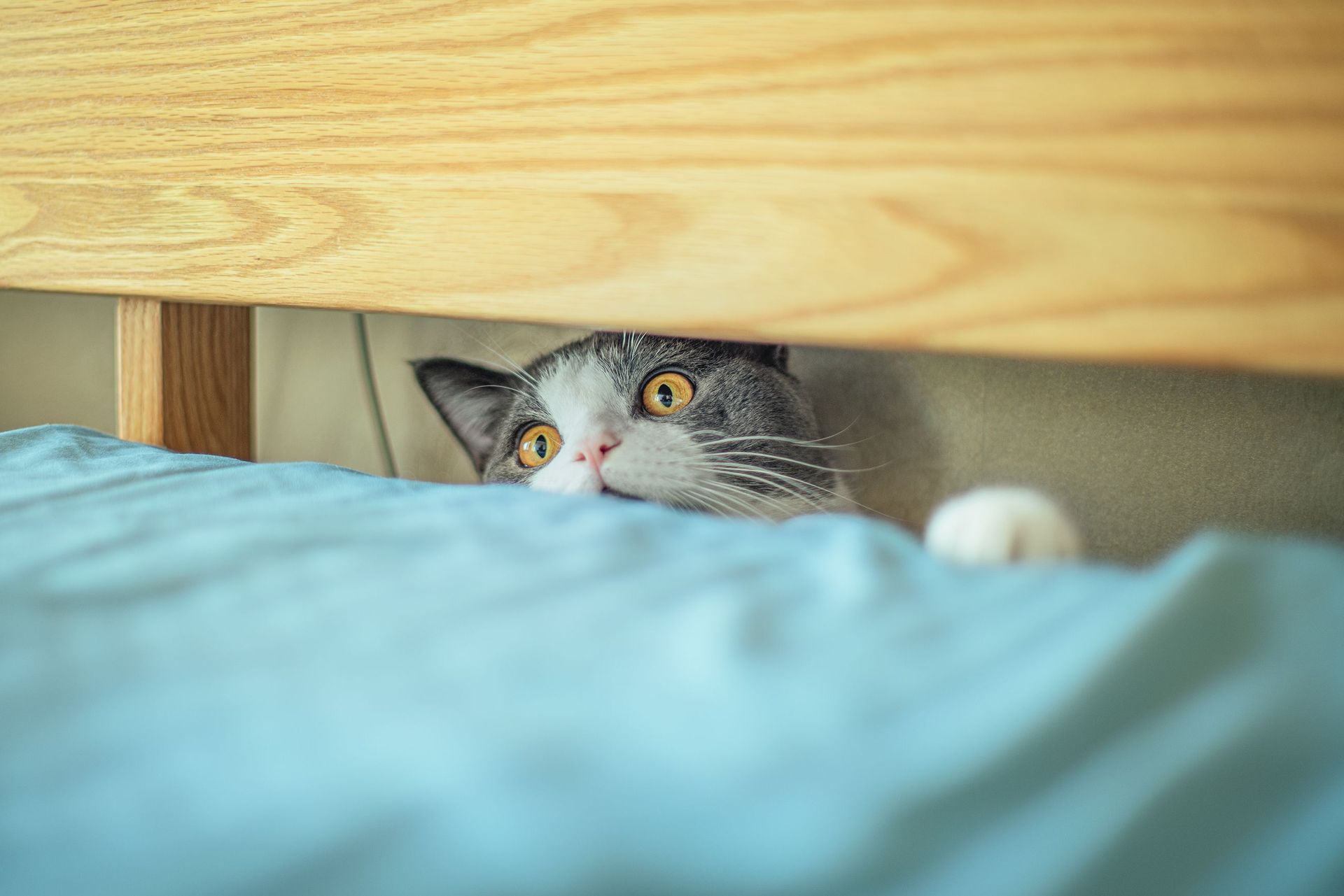 Mon chat se cache toute la journée : faut-il s’inquiéter ?